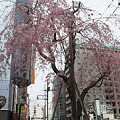 写真: 桜(八王子駅入口交差点) ５