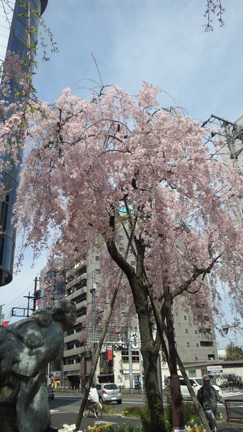 写真: 桜(八王子駅入口交差点) １４