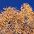 写真: 澄み切った青空とカラマツの黄葉