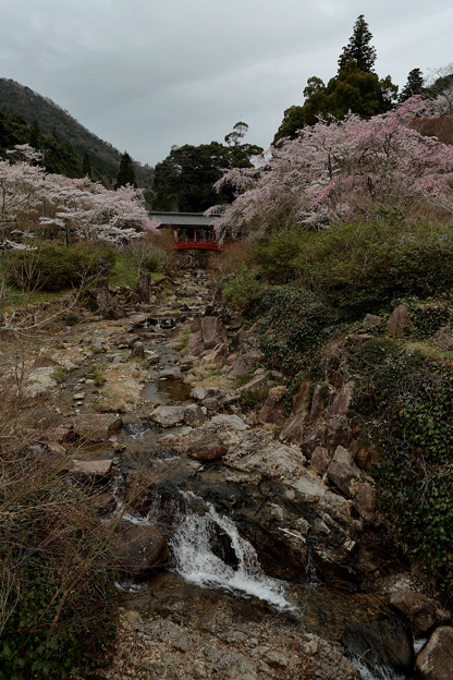 写真: 知られざる桜の名所