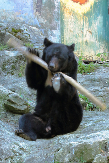 写真: 安佐動物園 熊 高速棒回し