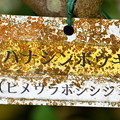 写真: ハナシンボウギ（石垣島）-002