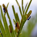 クロマダラソテツシジミの幼虫（サン・メッセ日南）-001