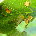 ミドリシジミ幼虫 (2)