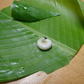 バナナセセリ幼虫 (1)