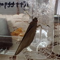 バナナセセリ♀（大宜見村で幼虫採取） (3)