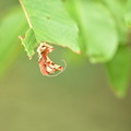 写真: スミナガシ幼虫の簾造り（石槫峠） (6)