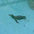 写真: ペンギン（東山動物園）