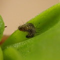 写真: ウラゴマダラシジミ幼虫（3月3日） (2)