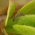 写真: ウラゴマダラシジミ幼虫（3月3日） (3)