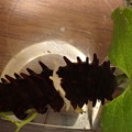 ベニモンアゲハ幼虫（石垣島産）