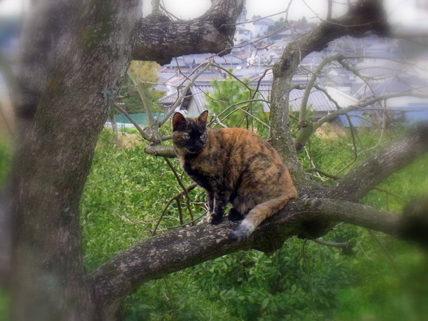 Photos: 柿の木に登るニャンコ