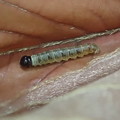 写真: テツイロビロウドセセリ幼虫