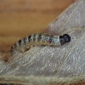 テツイロビロウドセセリ幼虫 (2)