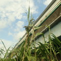 写真: 葦の造形物（新川） (2)