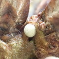 アイノミドリシジミ卵（神通峡、ウラジロガシ）