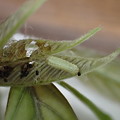 ヒサマツミドリシジミ幼虫（3月31日）