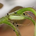 ヒサマツミドリシジミ幼虫（3月31日） (3)