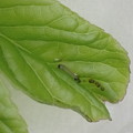写真: チョウセンアカシジミ幼虫（4月10日） (2)