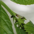 写真: チョウセンアカシジミ幼虫（4月16日）