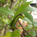 写真: オオスカシバ幼虫（家） (2)