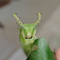 写真: ブルーオオムラサキ幼虫（中間型、6月8日）
