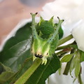 写真: ブルーオオムラサキ幼虫（6月10日） (2)