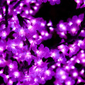写真: LEDの花