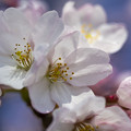 写真: 桜マクロ