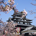 写真: 松江城と桜