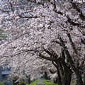 写真: 三刀屋川の桜アーチ