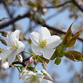 北公園近くの山桜