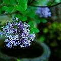 写真: purple flower