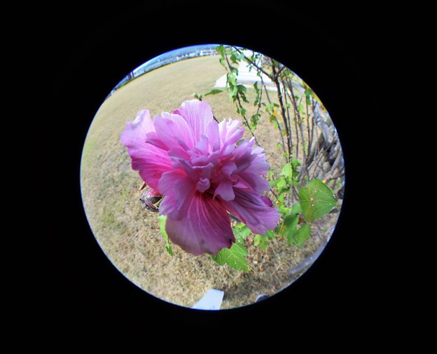 写真: 韓国の花（ムクゲ）