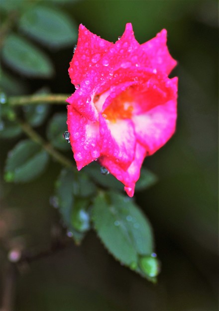 写真: 小さな薔薇