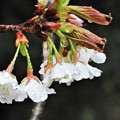 写真: 桜は咲いたけど・・・