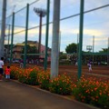 写真: キバナコスモスと草野球