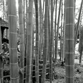 写真: 三渓園の竹林