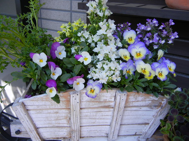 写真: リナリア＆ビオラの花車
