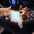 写真: 猫カフェの猫ちゃんたち