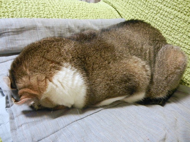 猫　アメリカンカール　寝方