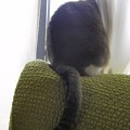 写真: 猫　アメリカンカール　お庭偵察