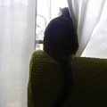 写真: 猫　アメリカンカール　お庭偵察