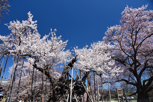 写真: 神代桜