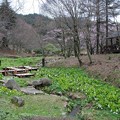 写真: 20100423神戸京都 090高山植物園