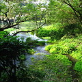 写真: 緑鮮やかな柿田川♪