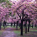 大阪城の八重桜♪