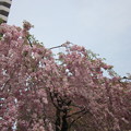 ４枝垂桜も美しく
