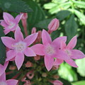 写真: かわいいピンクのお花さん。。