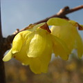 黄色い梅（ロウバイ）ですぅ〜〜♪
